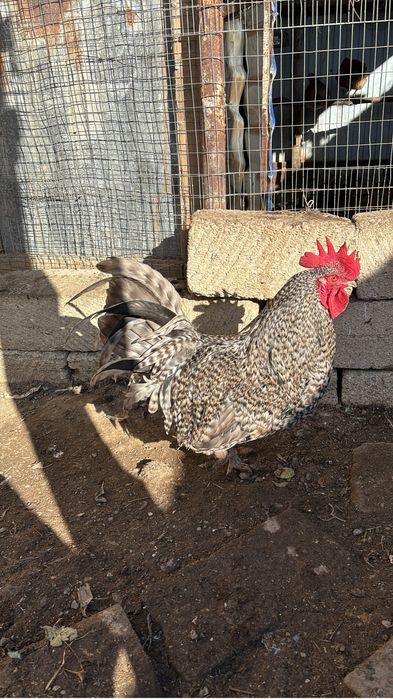 Куры ,птица 9 месячные крупные