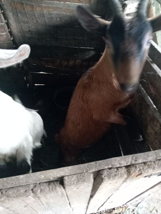 Animale capre alpin franceze