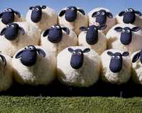Продам барашек 12 овец с ягнятами
