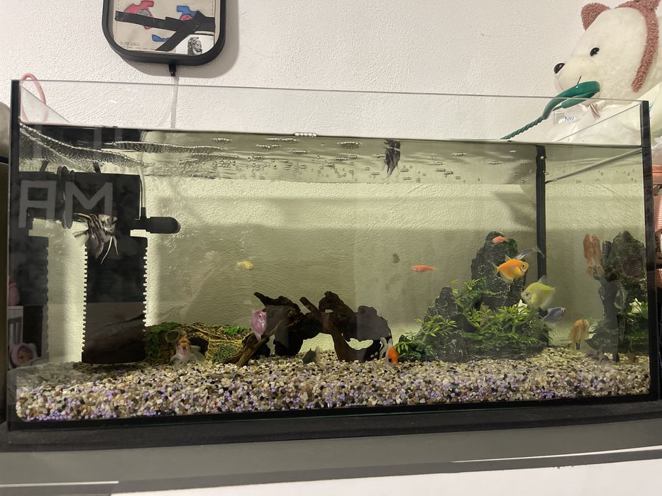 Vand acvariu de 54 l