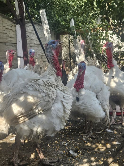 Curcani de vânzare