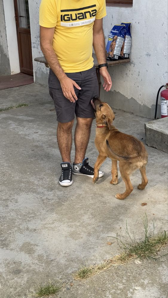 Jerry cauta stapan | adoptie caine