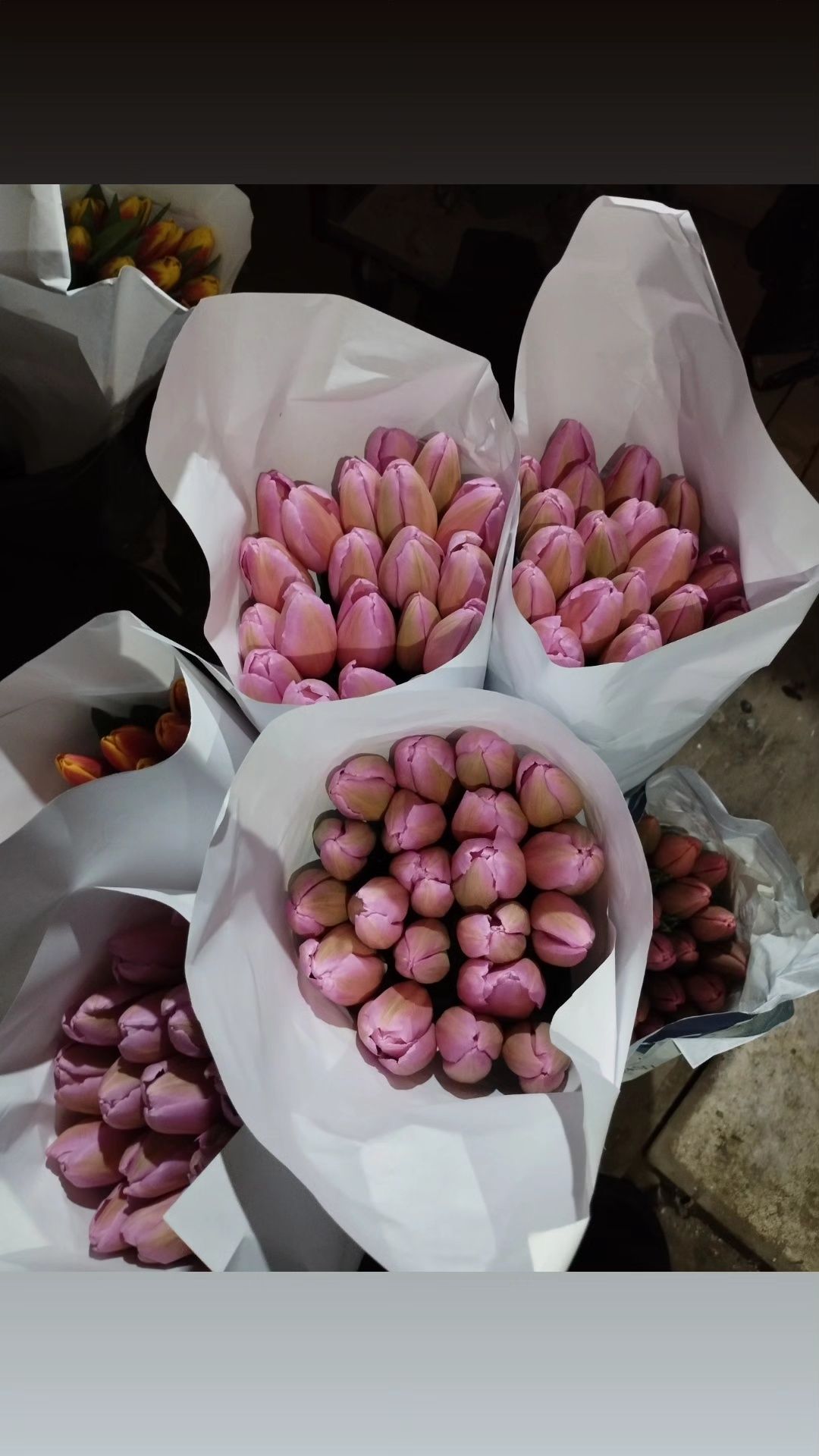 Optim Lola zakaz olamiz
