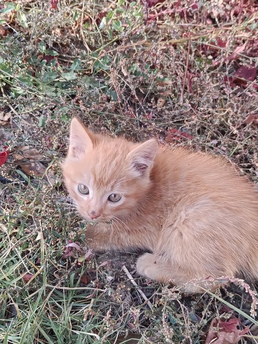Отдам котят , мальчик