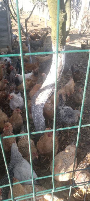 Găini de vânzare tinere