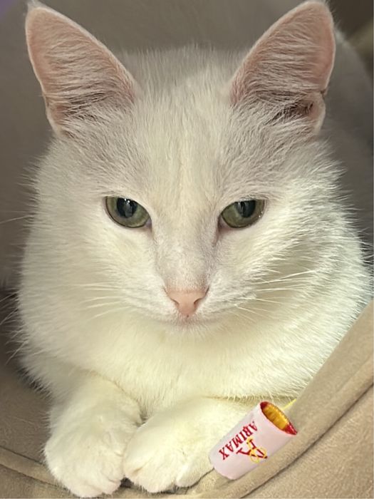 Кошка котенок кошечка