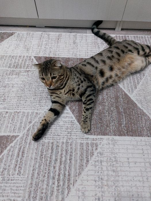 Кот бенгал в добрые руки