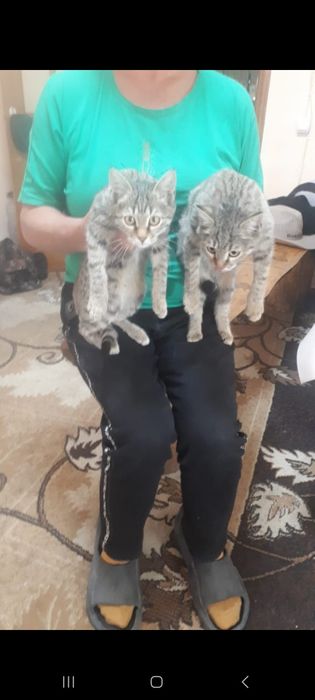 Продам камышитовых котят
