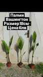 Палми Вашингтон, Трахикарпус и Банани