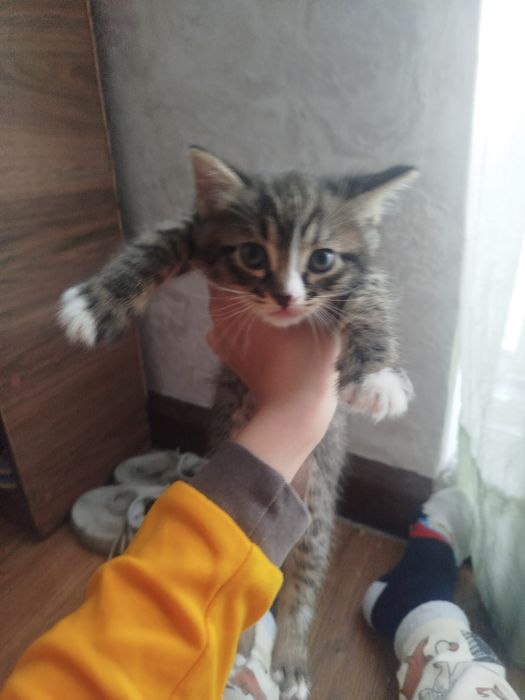 Катя а в хорошие руки