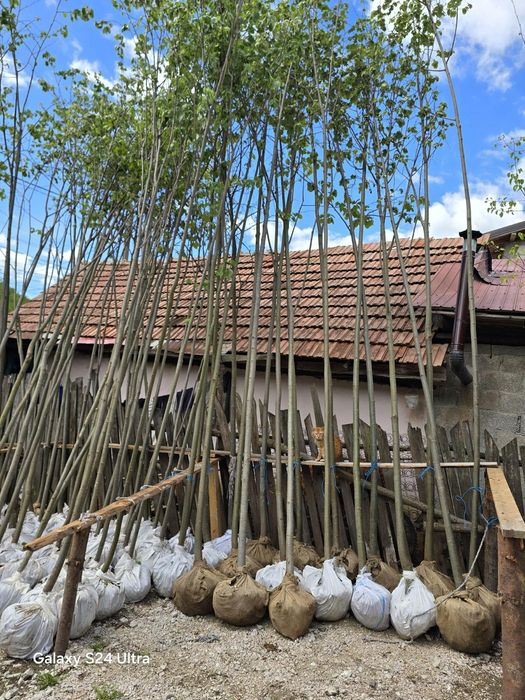 Mesteacăn Tei platani Stejar artari