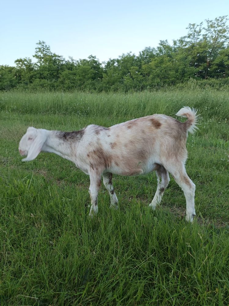 Ied cu pedigree de vanzare