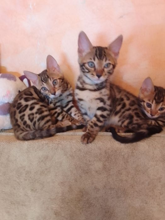 Котята бенгалята