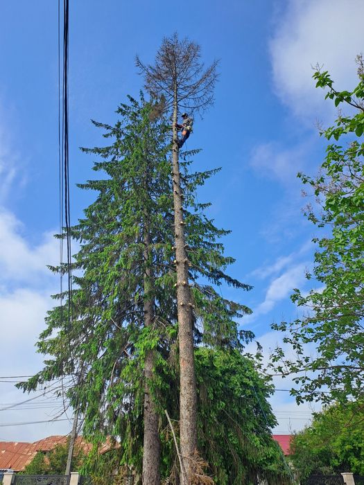 Tăiere Arbori De Mari Dimensiuni/Alpinism Utilitar/Rapid Și Ieftin.