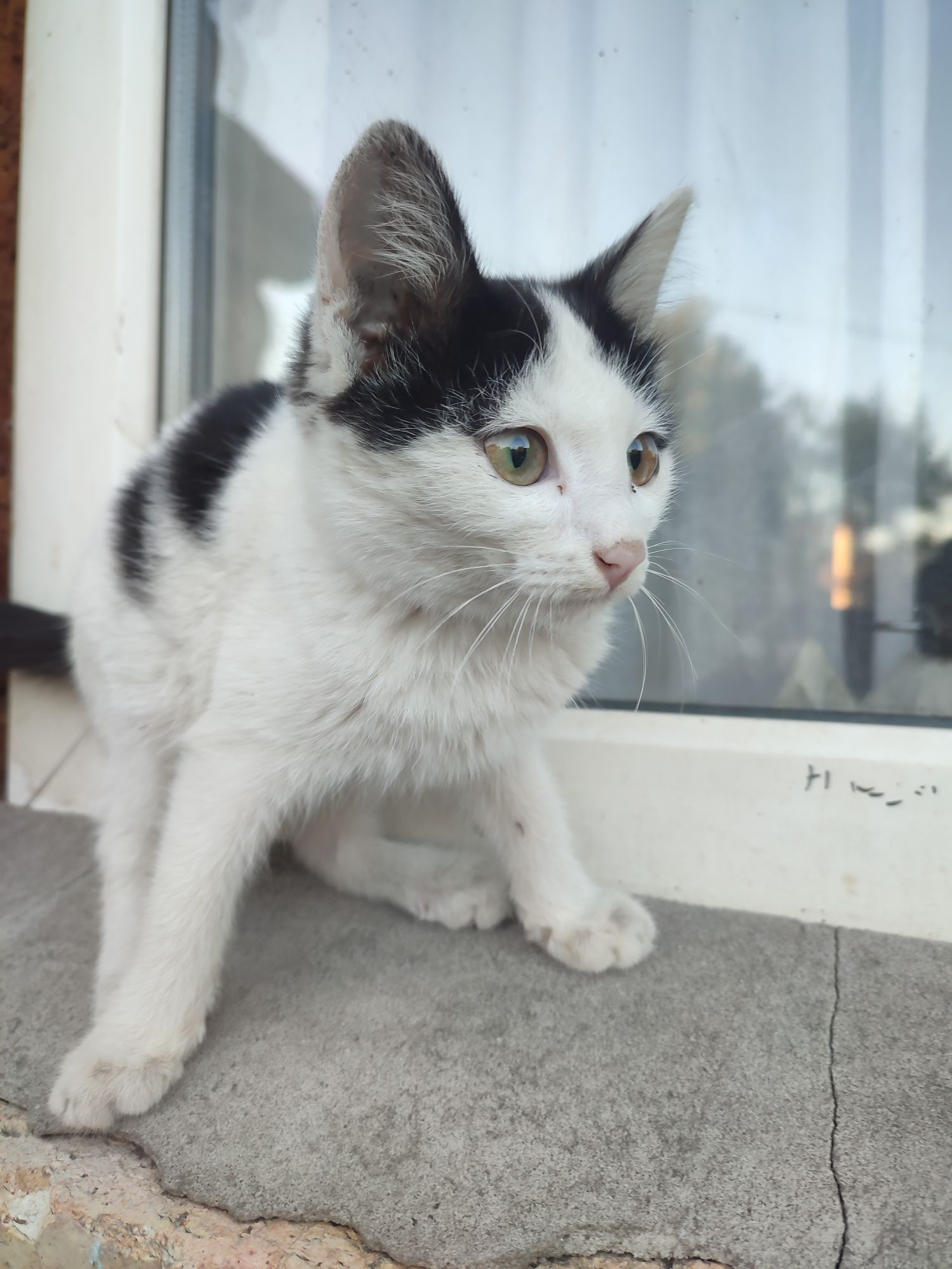Одам котёнку даром