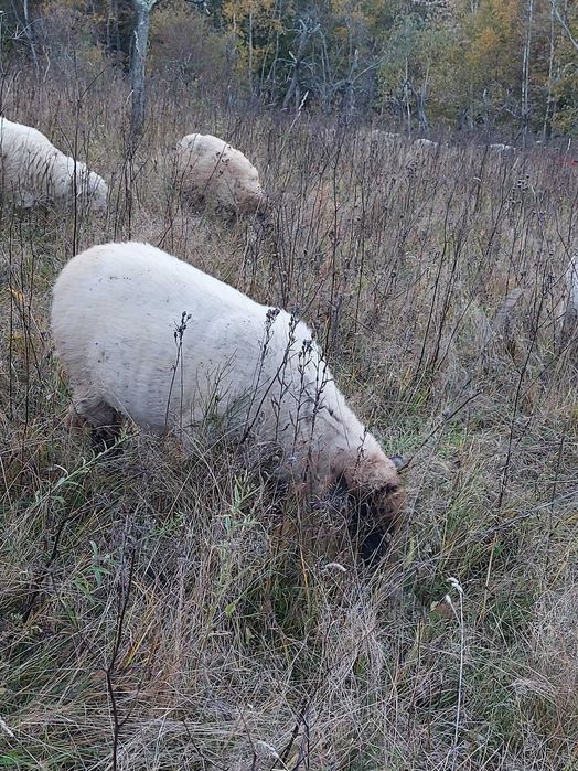 Vand oi de carne, metis si țurcane