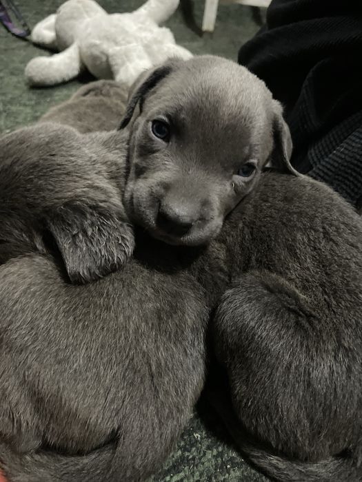 Продаются щенки Кане корсо