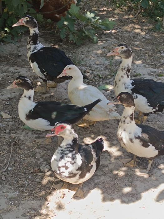 Индаутки с мамой