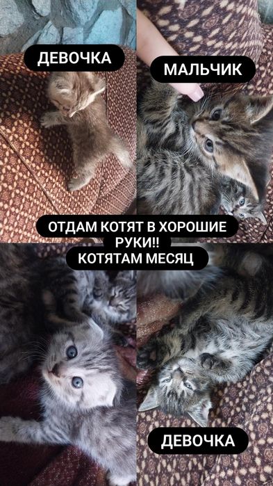 Отдам котят в хорошие руки