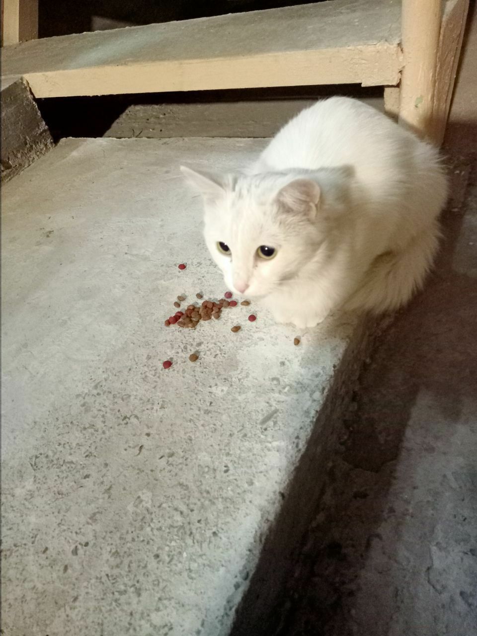 Продам очень хорошую кошку