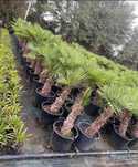 plante naturale