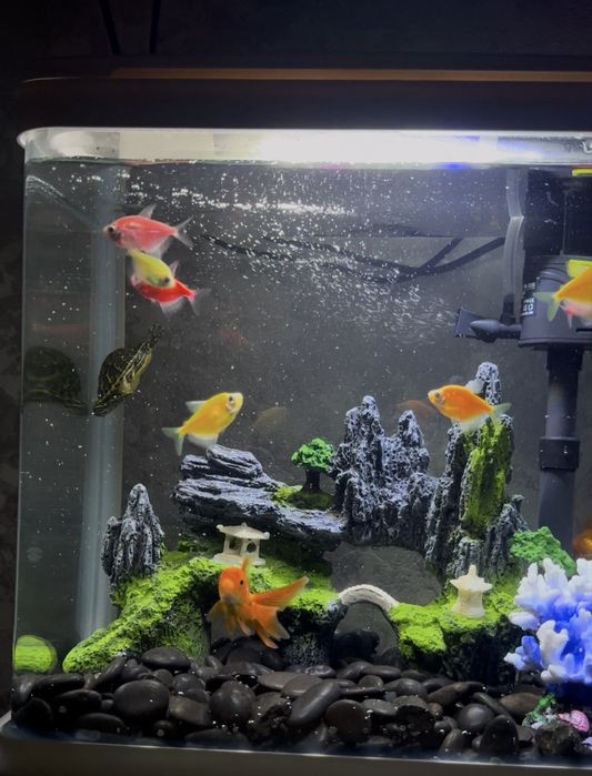 Аквариум с рыбками и черепахой