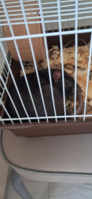 Отдаю Крыса Томаса