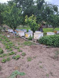 10 бр. пчелни семейства с кошери