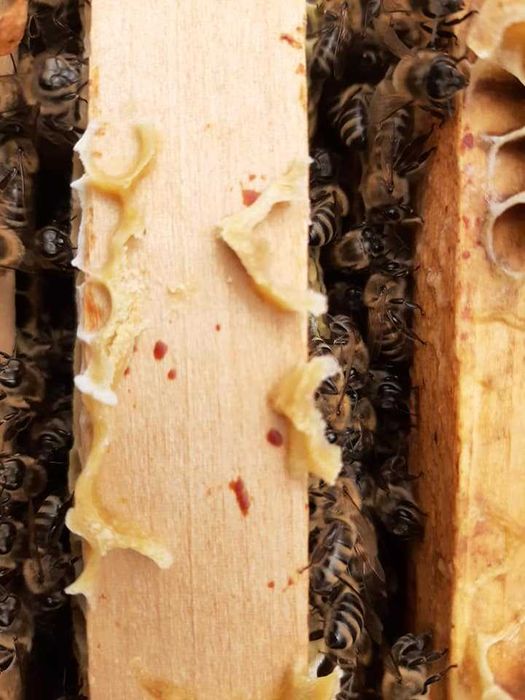 Vand suc de aronia si miere de albine!