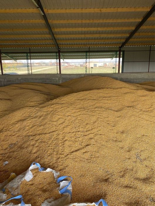 Porumb boabe de vânzare