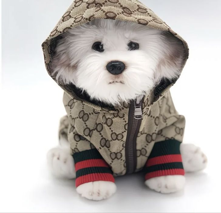 одежда для собак