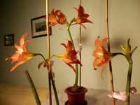 Crin de apartament (Hippeastrum) cu flori portocalii, la ghiveci