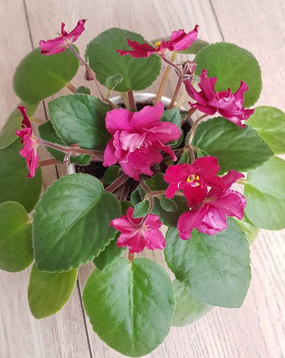 Цветы фиалки продам