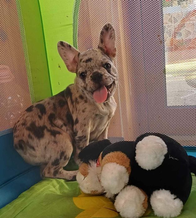 Френски булдог -булдочета