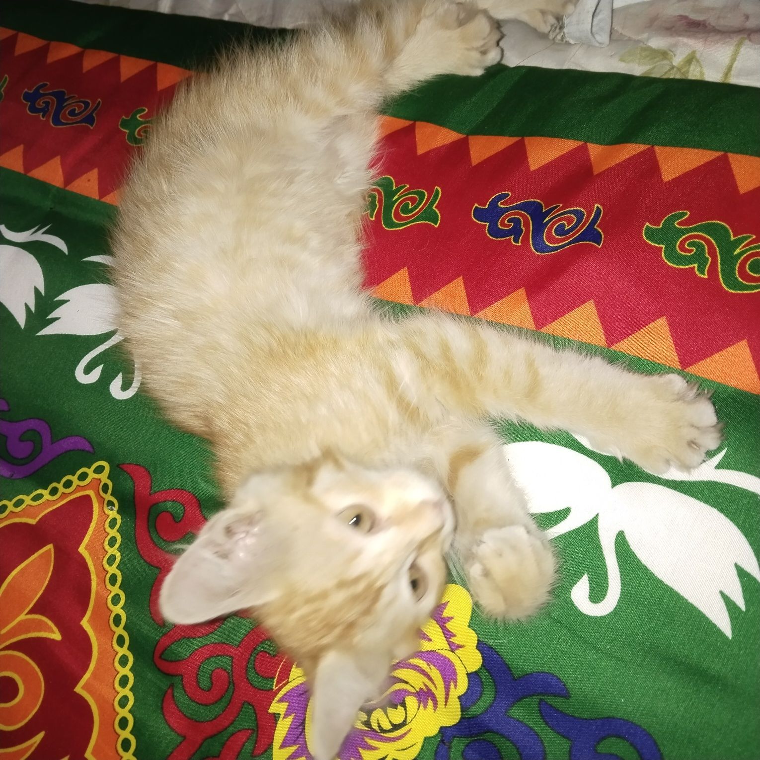 Котёнок 2 месяца мальчик