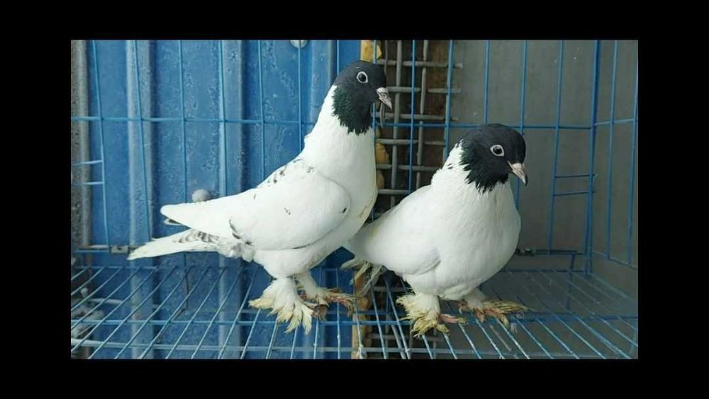 Қарабас кептерлер