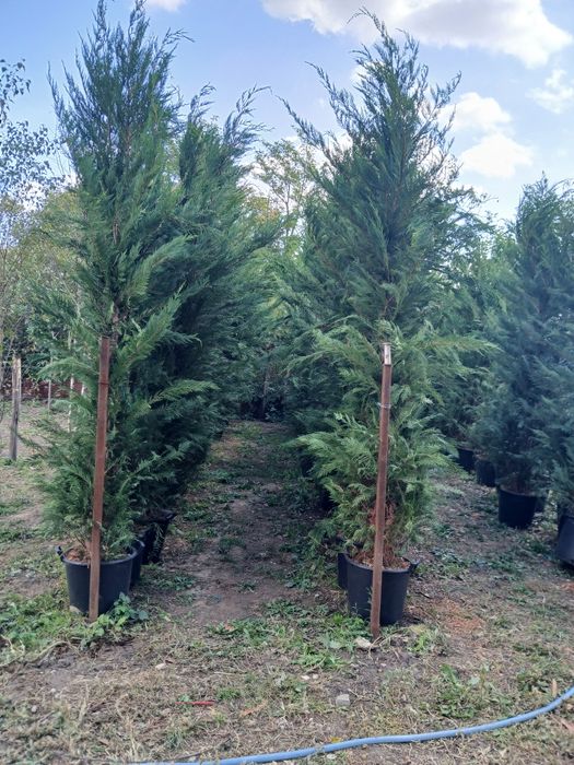 Chiparos leylandii 3m80 4m 250 ron