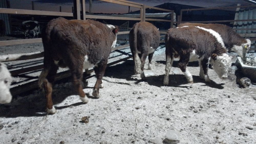 1жарым 2жасар 20бука токал