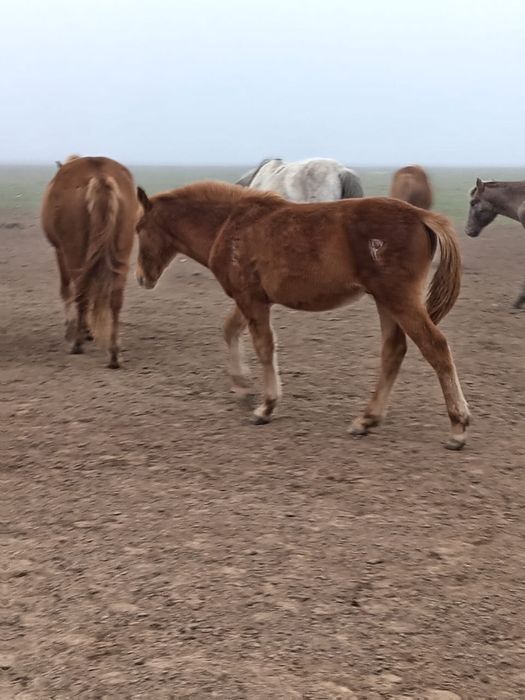 Соғымға жабағылар сатылады