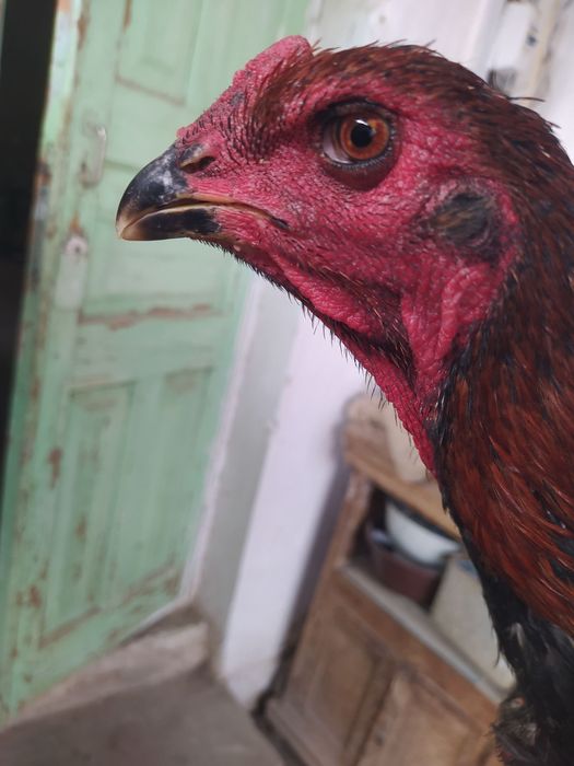 Juja ganoy xuroz sotiladi