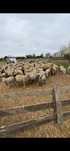 Vand miei merinos