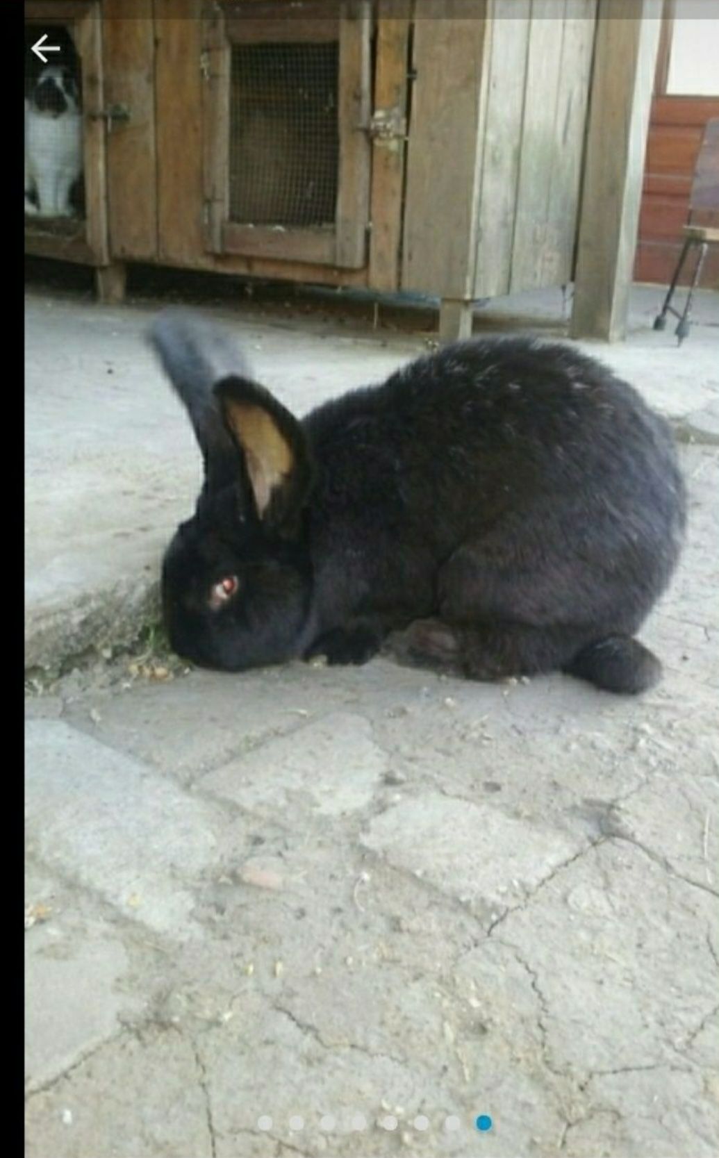 Iepuri rasa uriaș german, negru, alb