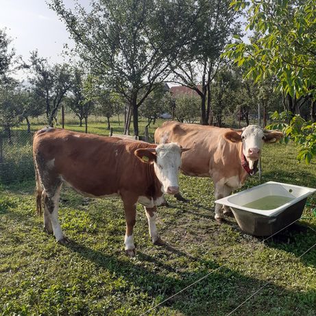 Vaca și juninca de vanzare