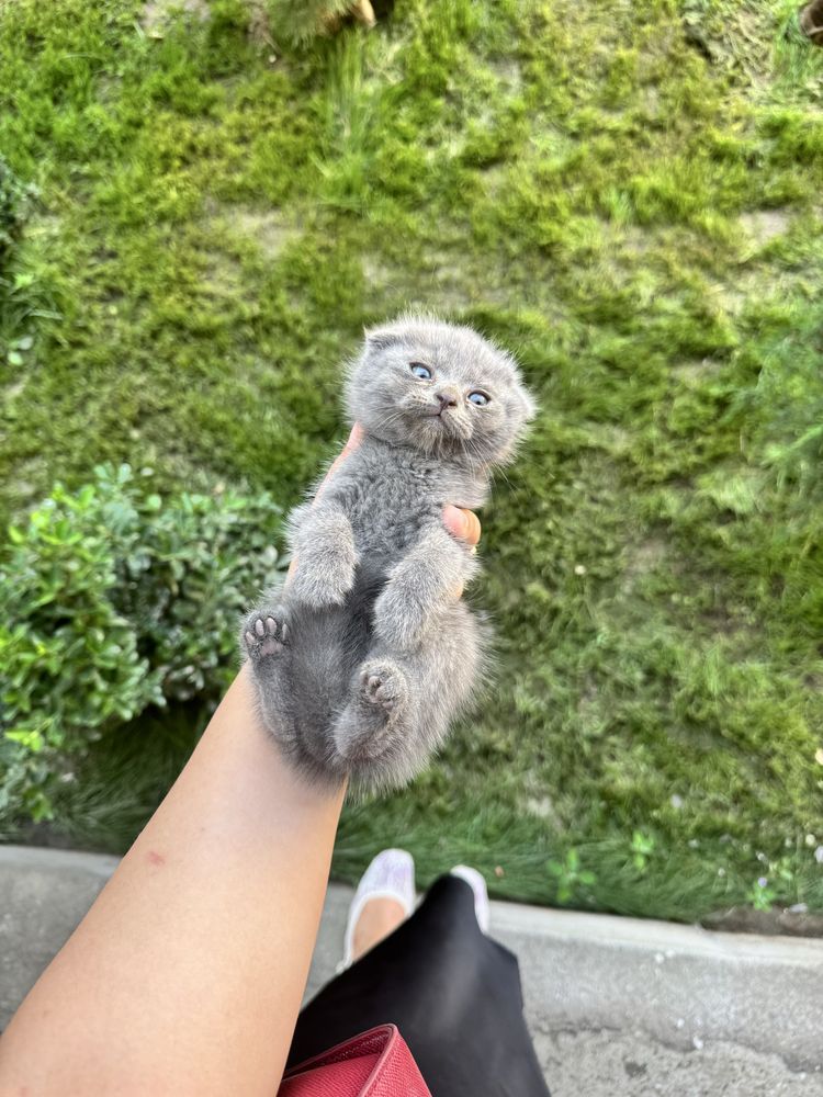 Котята скоттиш фолд,страйт