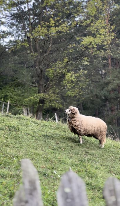 Vând berbec,2 ani