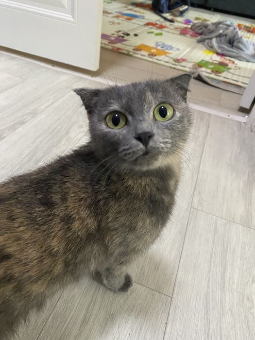 Вислоухая кошка с черепашим окрасом
