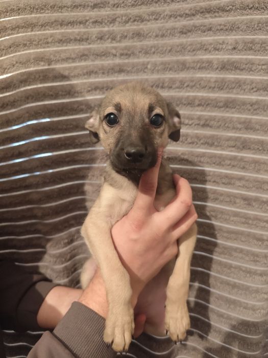 Щенок девочка два месяца