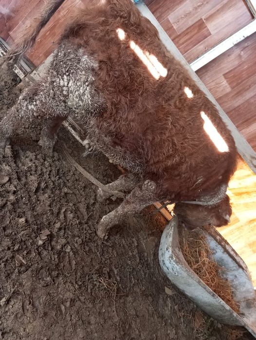 Еркек басбак саттылады