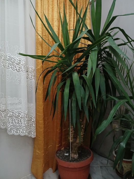 Флора.Озеленяване. Палма.