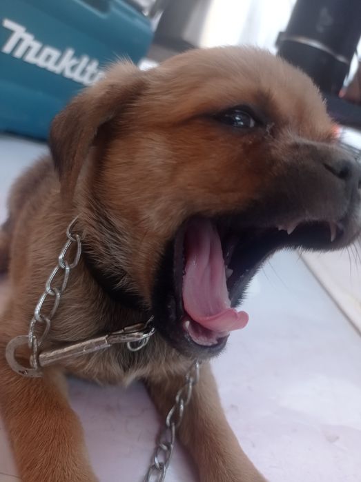 Продам той терьер щенки без документов как для себя или девочка или ма